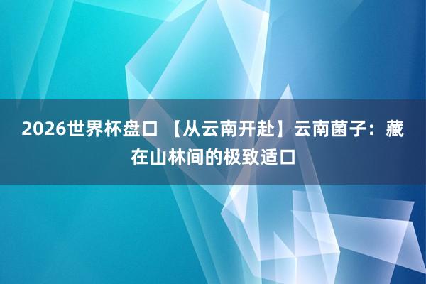 2026世界杯盘口 【从云南开赴】云南菌子:藏在山林间的极致适口