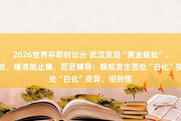 2026世界杯即时比分 武汉发现“黄金蜈蚣”,记者亲测被咬,唾液能止痛,巨匠辅导:蜈蚣发生苦处“白化”变异,但别慌